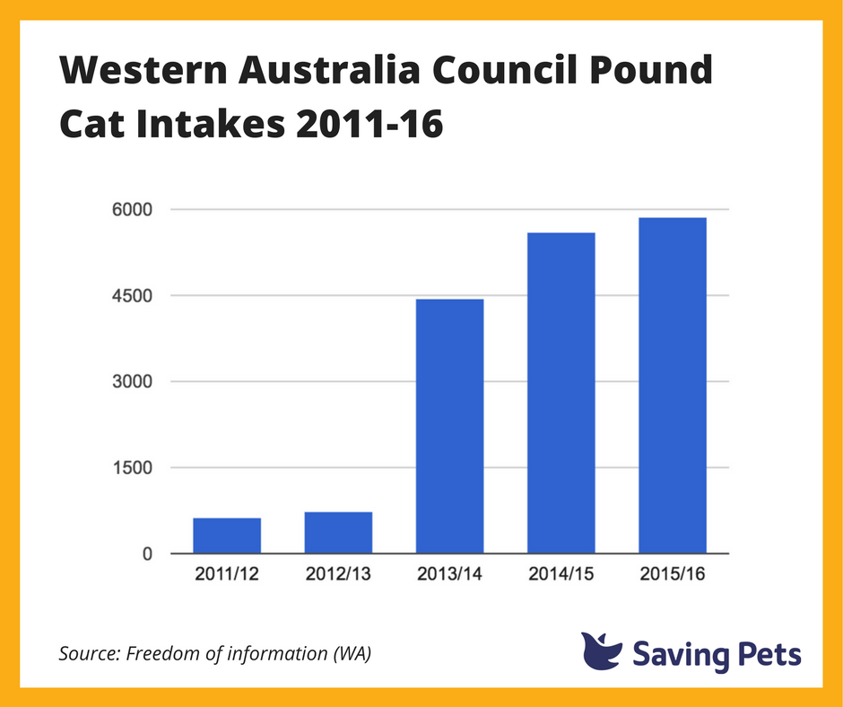 WA Cat Laws results year 4 record numbers of cats impounded in the state Saving Pets